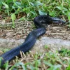 NParks monitoring Serangoon Gardens area after venomous black spitting cobra spotted