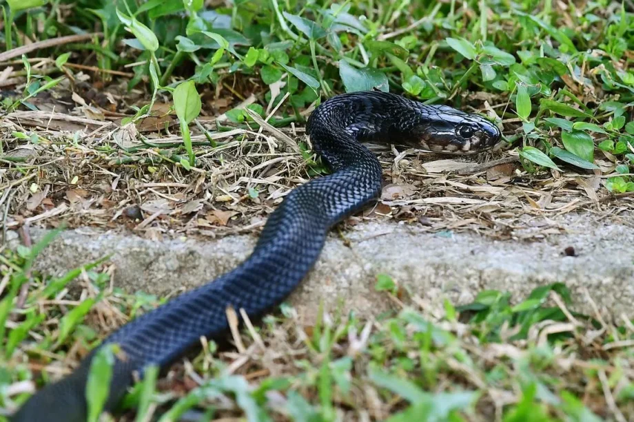 NParks monitoring Serangoon Gardens area after venomous black spitting cobra spotted NParks monitoring Serangoon Gardens area after venomous black spitting cobra spotted