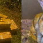 Covered in urine and stains: More than 20 rabbits including newborns found in Seletar, allegedly abandoned by couple, Singapore News