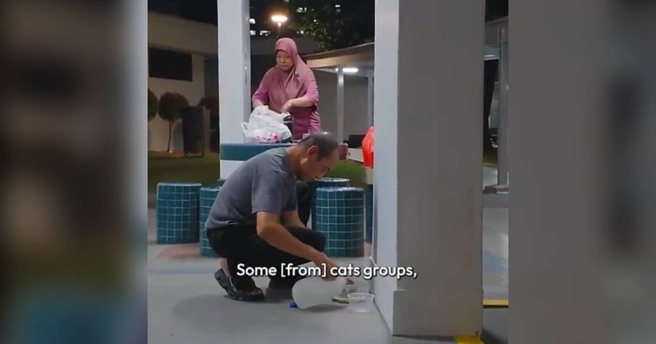 ‘80% from our own money’: This couple has been feeding stray cats in Bedok for 16 years, Lifestyle News ‘80% from our own money’: This couple has been feeding stray cats in Bedok for 16 years, Lifestyle News