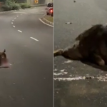 Van hits sambar deer on KJE; driver assisting police investigations, Singapore News