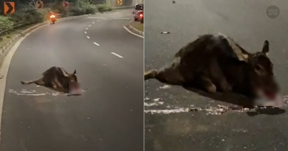 Van hits sambar deer on KJE; driver assisting police investigations, Singapore News