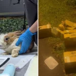 All 7 baby rabbits rescued in Seletar die, VFA to re-home adults, one newborn