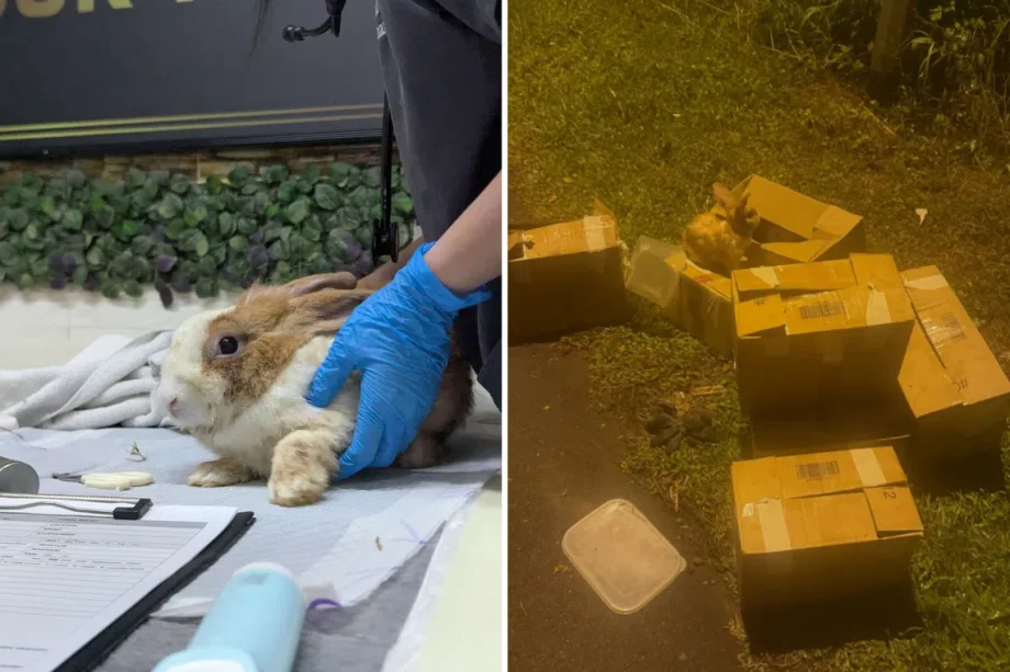 All 7 baby rabbits rescued in Seletar die, VFA to re-home adults, one newborn All 7 baby rabbits rescued in Seletar die, VFA to re-home adults, one newborn