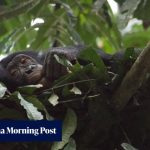 Why sleeping less than apes helped humans become Earth’s dominant species