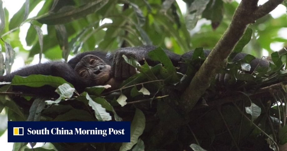Why sleeping less than apes helped humans become Earth’s dominant species Why sleeping less than apes helped humans become Earth’s dominant species