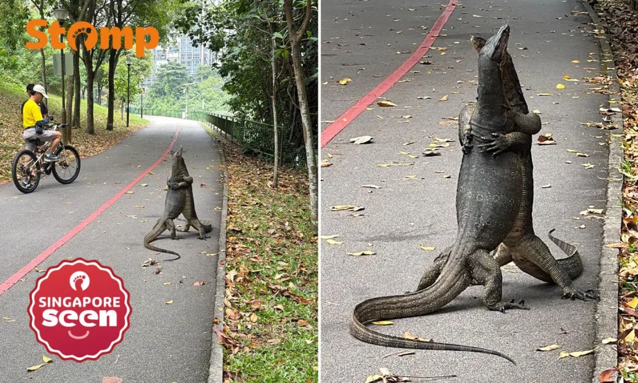 Monitor lizards seen ‘hugging’ at Sengkang park