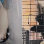 Woman gets jail, fine for illegally keeping animals in captivity for sale in first such case Woman gets jail, fine for illegally keeping animals in captivity for sale in first such case