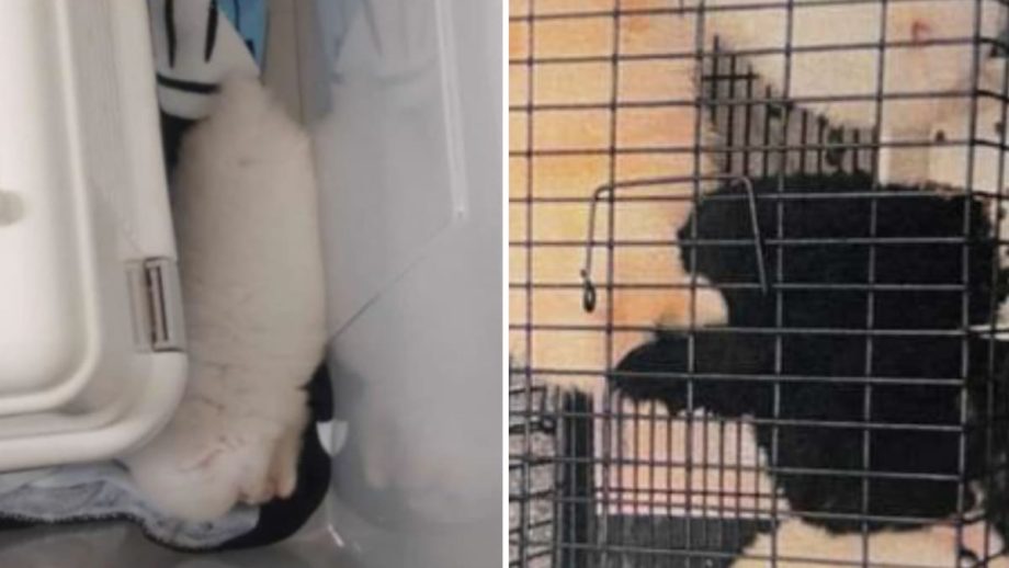 Woman gets jail, fine for illegally keeping animals in captivity for sale in first such case Woman gets jail, fine for illegally keeping animals in captivity for sale in first such case