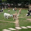 Protecting pets from haze effects in Singapore
