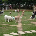 Protecting pets from haze effects in Singapore