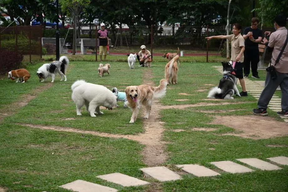 Protecting pets from haze effects in Singapore Protecting pets from haze effects in Singapore