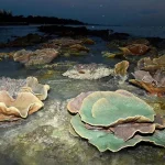 Long Island works: Calls to retain East Coast Park’s recreational value, minimise impact on nature