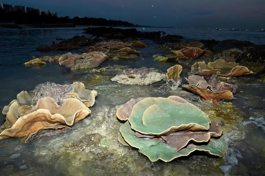 Long Island works: Calls to retain East Coast Park’s recreational value, minimise impact on nature Long Island works: Calls to retain East Coast Park’s recreational value, minimise impact on nature