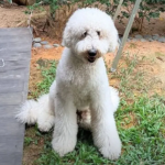 Man charged after dog died at Singapore grooming facility; it was allegedly left unattended