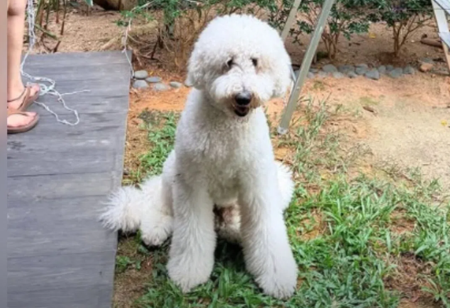 Man charged after dog died at Singapore grooming facility; it was allegedly left unattended Man charged after dog died at Singapore grooming facility; it was allegedly left unattended