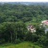 No plans to designate Tagore forest as a nature reserve: Chee Hong Tat