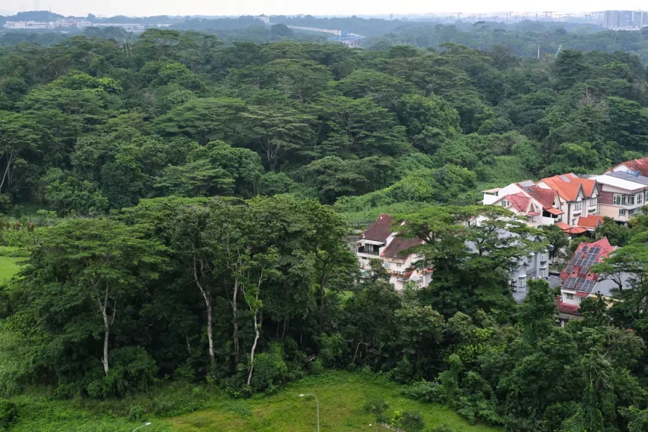 No plans to designate Tagore forest as a nature reserve: Chee Hong Tat No plans to designate Tagore forest as a nature reserve: Chee Hong Tat