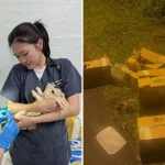 Four of 23 rabbits rescued in Seletar Farmway after being abandoned have died; NParks investigating
