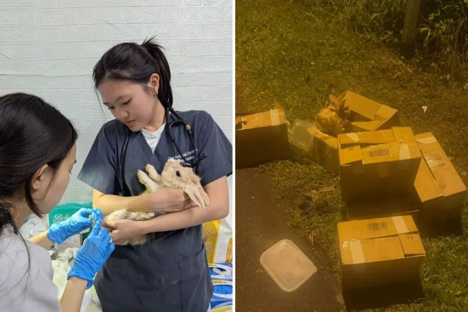 Four of 23 rabbits rescued in Seletar Farmway after being abandoned have died; NParks investigating Four of 23 rabbits rescued in Seletar Farmway after being abandoned have died; NParks investigating