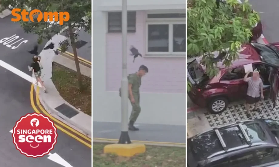 Resident witnesses multiple crow attacks in Bishan
