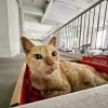 Last-minute rush as 7,000 cats licensed free in Singapore