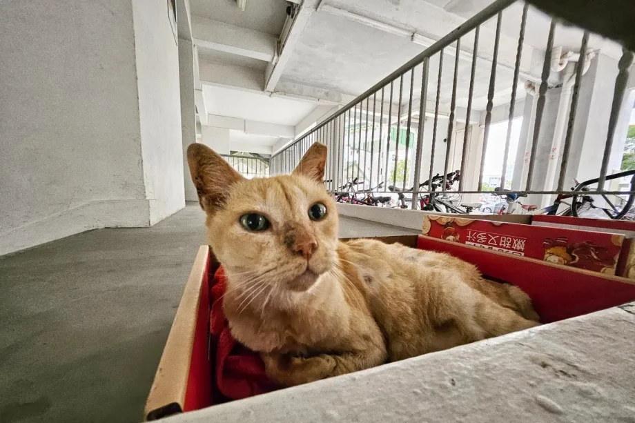 Last-minute rush as 7,000 cats licensed free in Singapore