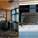 Man jailed for abandoning 71 cats in flat for two years