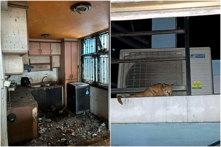 Man jailed for abandoning 71 cats in flat for two years Man jailed for abandoning 71 cats in flat for two years