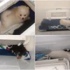 First person jailed in Singapore for illegal animal sales