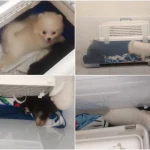 First person jailed in Singapore for illegal animal sales