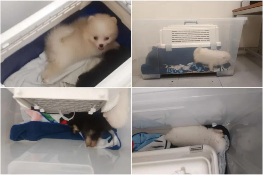 First person jailed in Singapore for illegal animal sales First person jailed in Singapore for illegal animal sales
