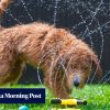 How to take care of your dog during Hong Kong’s summer heat and thunderstorms