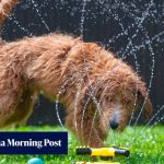 How to take care of your dog during Hong Kong’s summer heat and thunderstorms