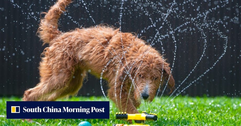 How to take care of your dog during Hong Kong’s summer heat and thunderstorms How to take care of your dog during Hong Kong’s summer heat and thunderstorms