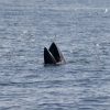 Global panel to hear Cambodia, Thailand sea dispute in Singapore