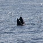 Global panel to hear Cambodia, Thailand sea dispute in Singapore