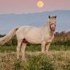Ode to the horse: 5,000 years of equine domestication on display in new Kazakh museum