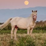 Ode to the horse: 5,000 years of equine domestication on display in new Kazakh museum