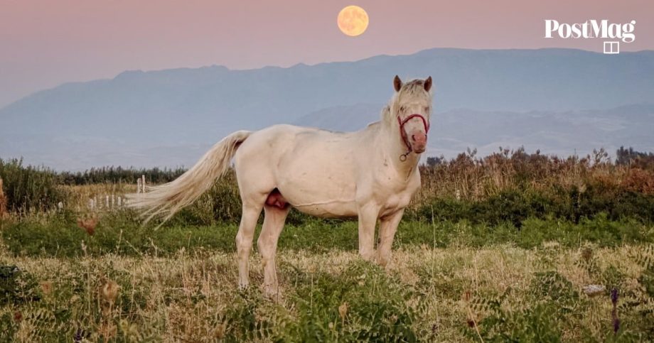 Ode to the horse: 5,000 years of equine domestication on display in new Kazakh museum Ode to the horse: 5,000 years of equine domestication on display in new Kazakh museum