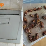 Tampines cockroach infestation from faulty rubbish chute