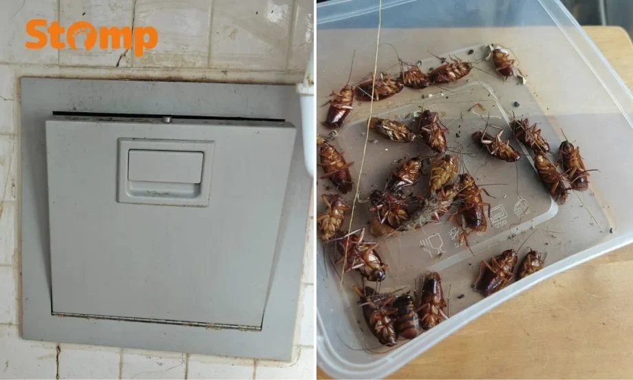 Tampines cockroach infestation from faulty rubbish chute