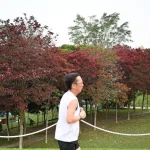 Malayan Crape Myrtles herald ‘autumn’ in Singapore