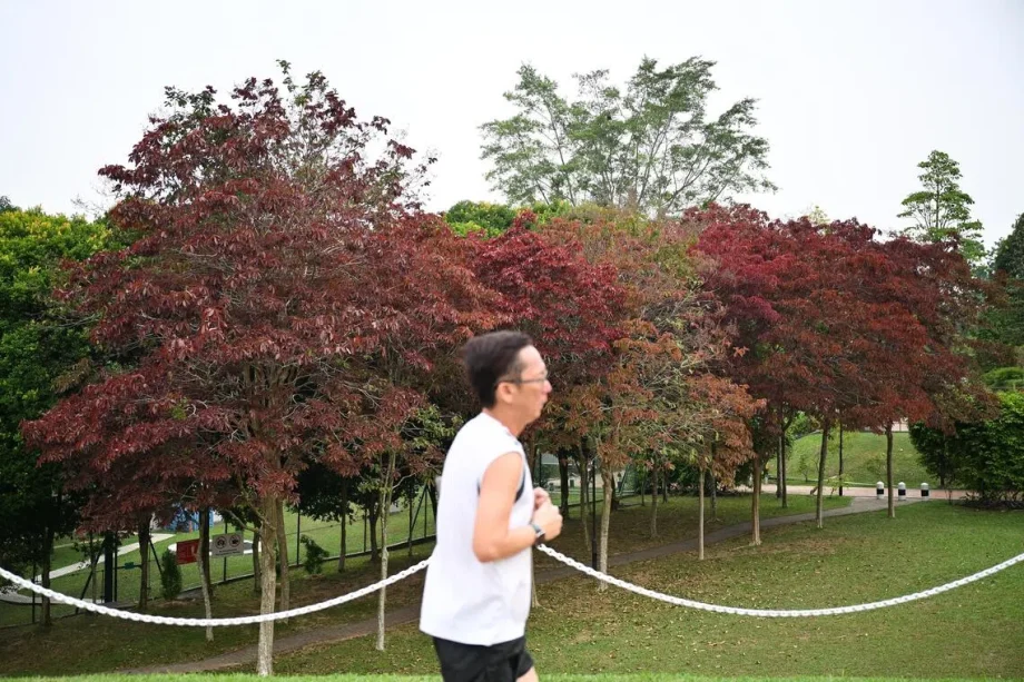 Malayan Crape Myrtles herald ‘autumn’ in Singapore Malayan Crape Myrtles herald ‘autumn’ in Singapore