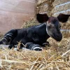 Singapore’s Rainforest Wild Adventure welcomes okapi calf