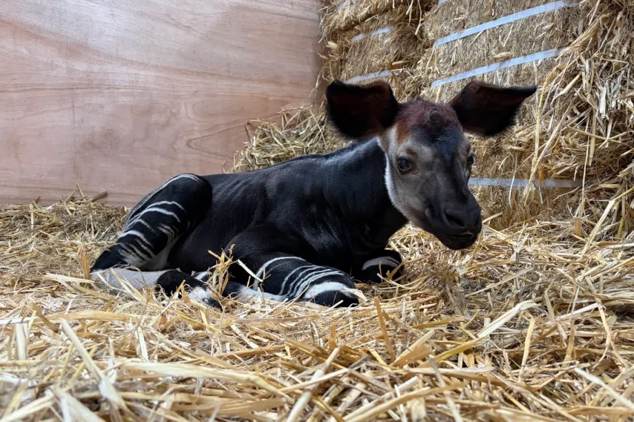 Singapore’s Rainforest Wild Adventure welcomes okapi calf Singapore’s Rainforest Wild Adventure welcomes okapi calf