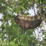 Giant beehive nearly 1m long spotted at Bukit Batok HDB estate; residents fear being stung, Singapore News