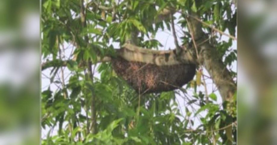 Giant beehive nearly 1m long spotted at Bukit Batok HDB estate; residents fear being stung, Singapore News Giant beehive nearly 1m long spotted at Bukit Batok HDB estate; residents fear being stung, Singapore News