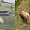 ‘Poor dog could be in pain’: Netizens concerned after corgi allegedly left in the sun at Seletar condo, Singapore News