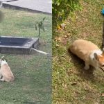 ‘Poor dog could be in pain’: Netizens concerned after corgi allegedly left in the sun at Seletar condo, Singapore News